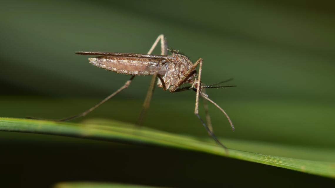 Person tests positive for West Nile Virus in Williamson County