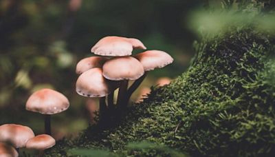 3 minors killed, several critical from mushroom poisoning in Meghalaya: Police