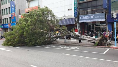 快訊／山陀兒威力？北市捷運站旁路樹倒了 一人送醫