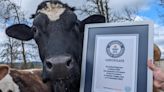 6-foot, 4-inch steer officially the tallest in the world - UPI.com