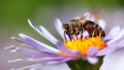 Las protectoras del ecosistema: conoce la importancia de las abejas en su día