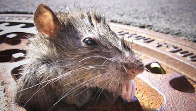 Nueva York anuncia ‘cumbre nacional sobre ratas urbanas’ para enfrentar infestación