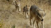 Are Colorado’s reintroduced wolves having pups? Signs point to yes