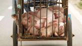 World's first vaccine against deadly swine fever nears approval in Vietnam