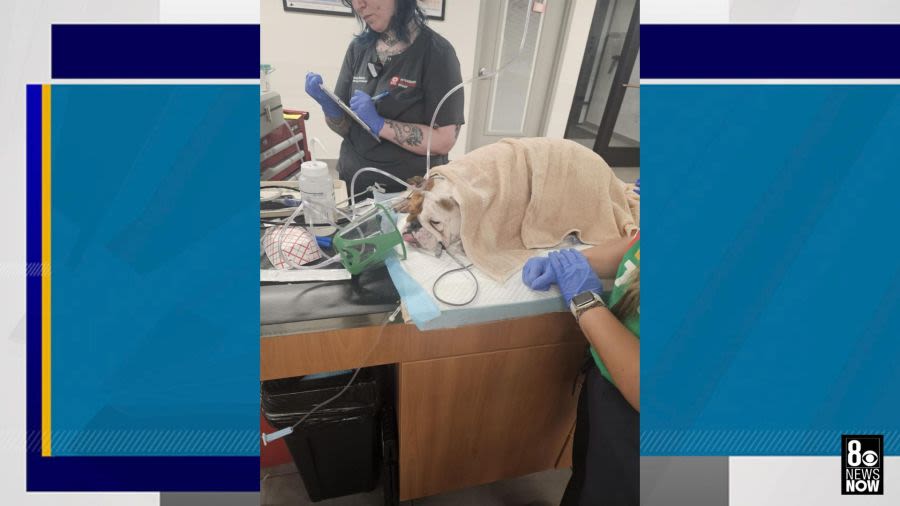 Dog found inside plastic tote near dumpster during extreme heat wave in Las Vegas