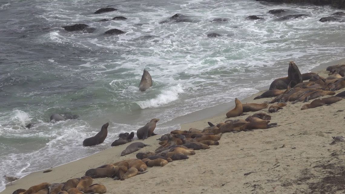 Debate continues over La Jolla Cove Beach as sea lion pups found dead