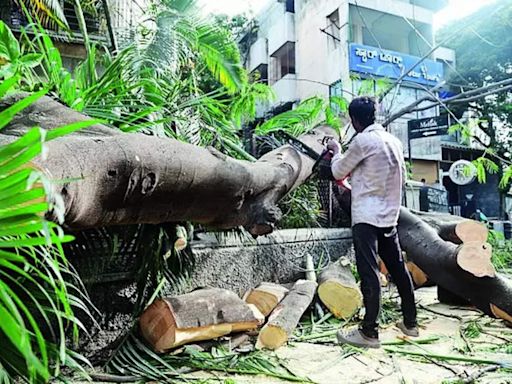 Strong winds uproot trees in Bengaluru city | Bengaluru News - Times of India