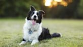 California Dog Laws 2023: Rabies, Dog Bites, Dog Cruelty, and Dog Chains
