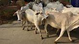 Madhya Pradesh diverts SC/ST funds for cows, religious sites