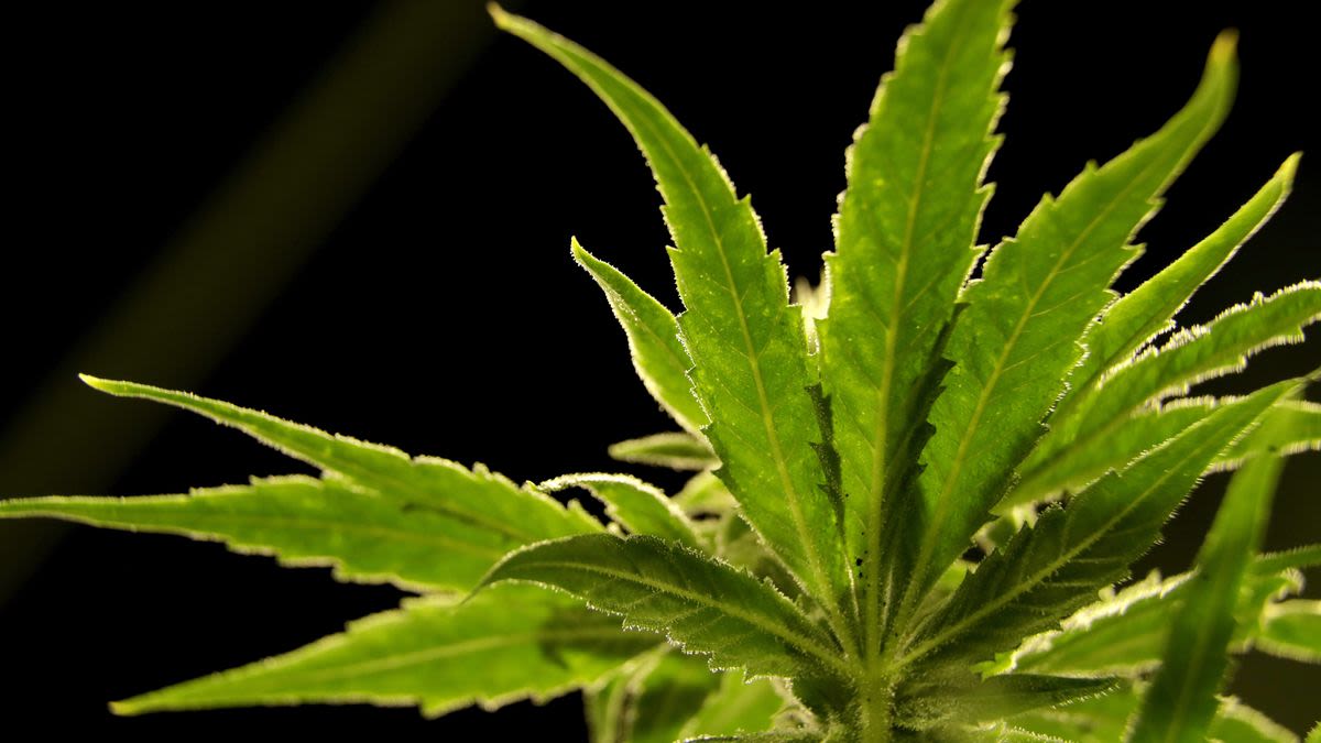 Recreational marijuana in Florida? Readers weigh in | Letters