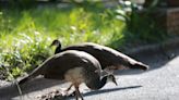 Getting The Pasadena Peahen's Perspective