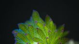 The adorable leaf sheep sea slug: Lifeform of the week