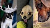 Trata de no reírte de estos animalitos finalistas de los Comedy Pet Photography Awards 2023