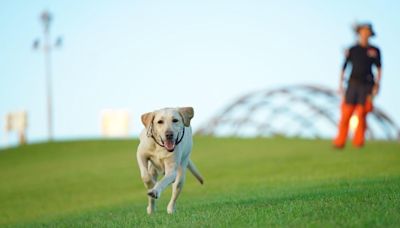 新北搜救犬「木蘭」病逝引唏噓（1） (圖)