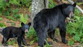 Black bear takes swipe at a male walker, knocking him to ground