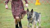 Going to the dogs: $5 admission to see hundreds of dogs at Cape Cod dog show Sept. 14-17