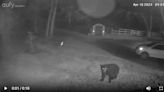 Soon spotting a black bear in your RI yard may not be unusual. What to do if you see one.