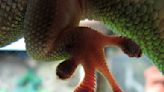 How a Gecko's feet grip walls