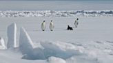 New emperor penguin colony in Antarctica discovered from space