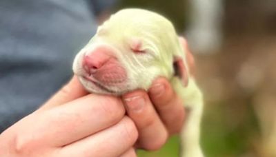 El curioso caso de Shamrock, la Golden Retriever que nació de color verde y cuya historia se viralizó en las redes