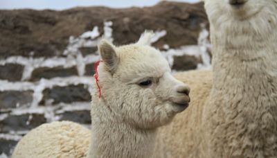 Alpacas infectadas con gripe aviar son detectadas por primera vez en granja de EE.UU.