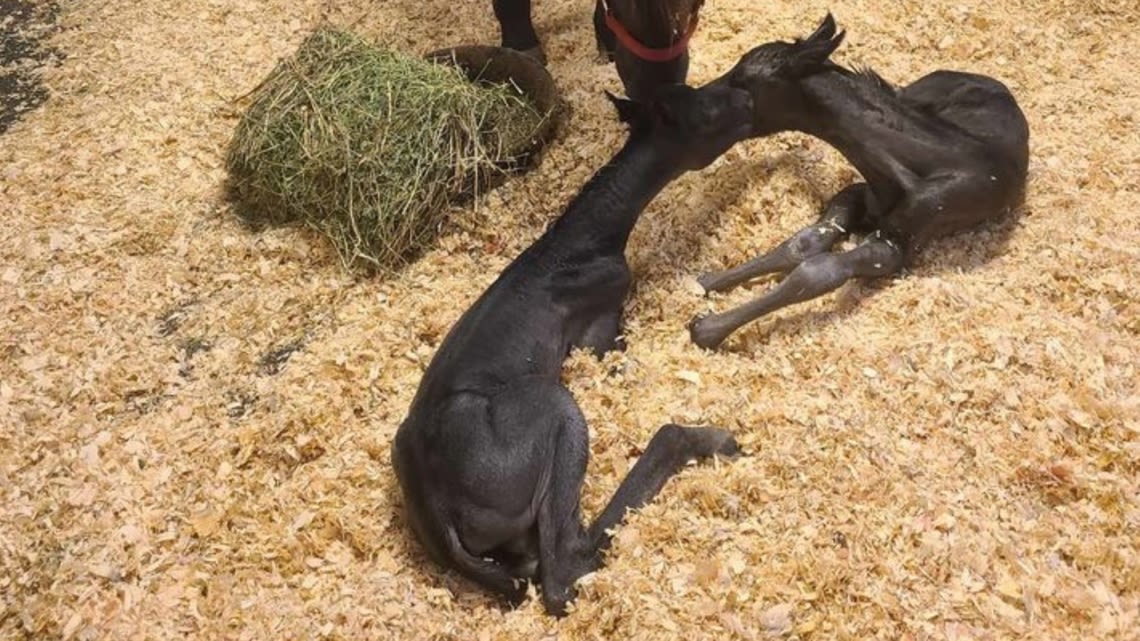 New video shows these adorable twin horses recovering at UGA's vet hospital