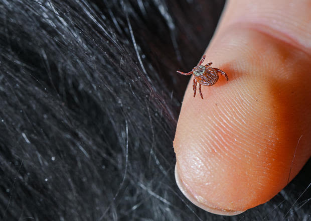 What do ticks look like? How to spot and get rid of them, according to experts - WDEF