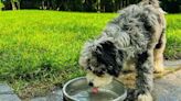 This Dog Bowl Is Like an Insulated Tumbler for Your Pup — It Keeps Water Cold for Hours & ‘Really Does Work!’