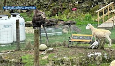 Moose seen interacting with farm animals at Sullivan sanctuary