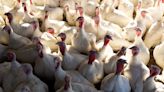 Deadly Bird Flu Outbreak Is The Worst In U.S. History