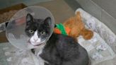 Animal Rescue League trying to save cat who was found with severe burns