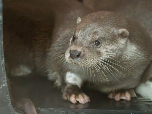 5/29世界水獺日 北市動物園救傷金門水獺2寶寶超萌亮相 | 旅遊飲食 - 太報 TaiSounds