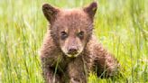 Reckless Yellowstone tourist films mother bear and cubs just inches away, to onlookers' horror