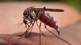 Mosquito season could start earlier this year