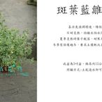 心栽花坊-斑葉藍雛菊/斑葉瑪格麗特/5吋/冬季限定過季無貨/觀葉植物/開花植物/綠籬植物/售價150特價120