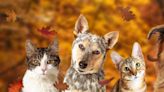 Love everything fall? These seasonal items in your home could be dangerous for your pets