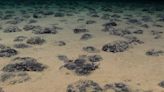 Hallazgo histórico: encuentran oxígeno negro en las profundidades del océano