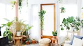 It’s OK If You Forget to Water These Forgiving Houseplants