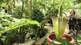 Rare corpse flower blooms at Como Park Zoo and Conservatory