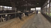 美國染H5N1乳牛場工人 接觸乳牛時沒佩戴防護裝備
