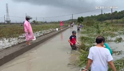 獨家／各地淹大水！萬丹農田出現「泰國蝦」 民眾搶拿撈網打撈