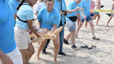 Watch 3 endangered sea turtles from Connecticut and New York released at Rehoboth Beach.