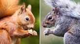 Shotguns, pine martens and contraceptives: the fight to save the red squirrel