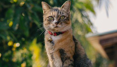 Annual 'Cat Tour' in Minneapolis Neighborhood Is the Best Thing Since Sliced Bread