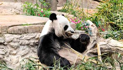 Letters to the editor: Chinese breeding centre for giant pandas bans 12 people for harassing animals