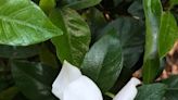 Fragrant delights: Exploring the beauty and care of gardenias