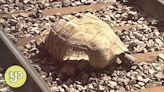 Escaped giant tortoise halts trains in England
