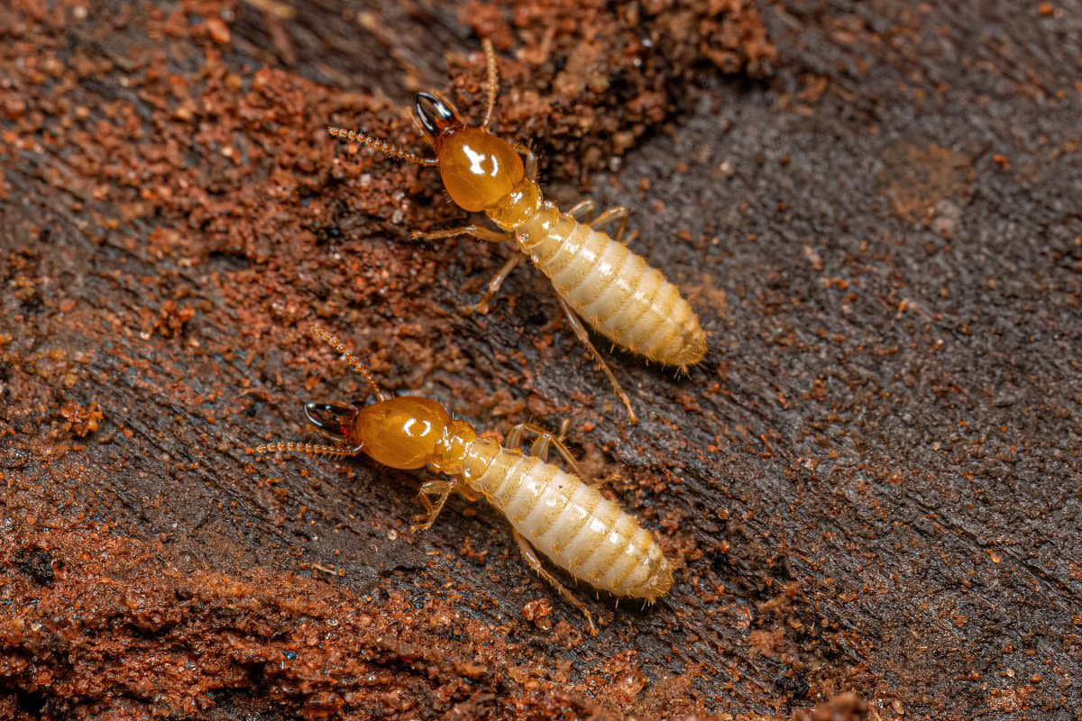 American cities face mass termite invasion, scientists warn