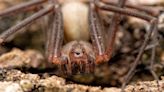 Brown Recluse Spiders: Facts, Bites & Symptoms
