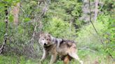 Count shows wolves increasing in Washington